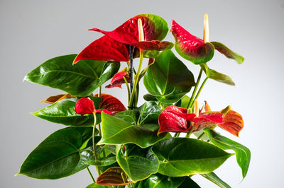 Anthurium: La Guida  per Cura, Fioritura e Foglie Splendenti