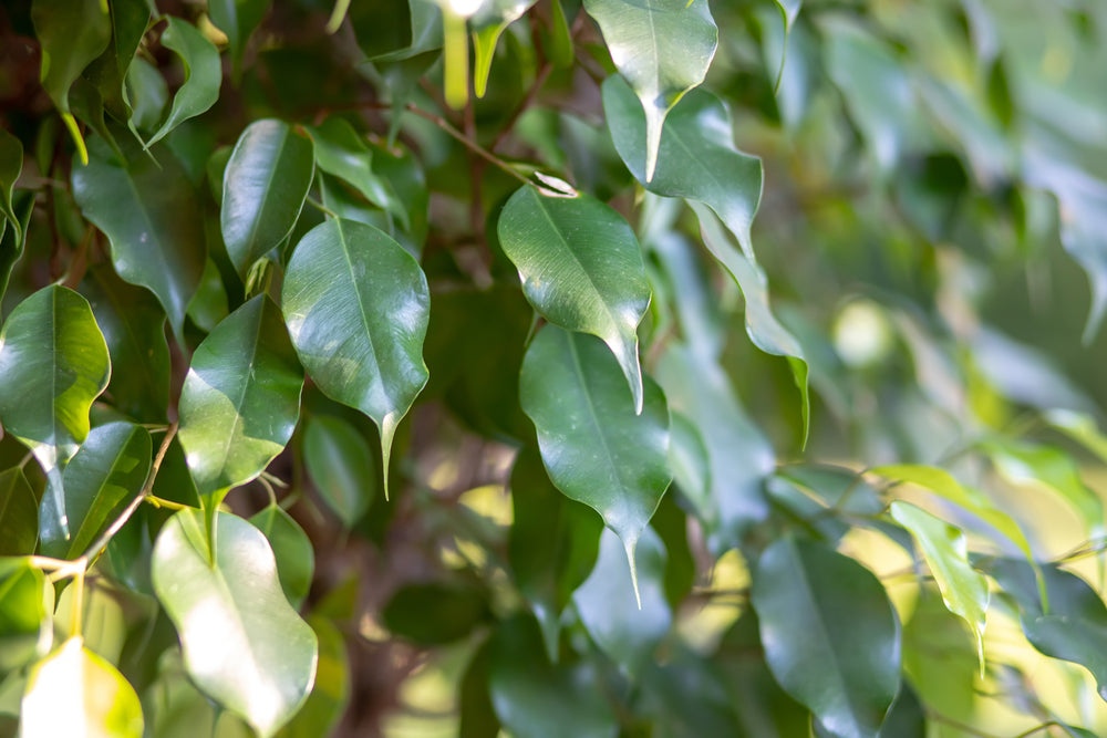 Ficus Benjamin Cura: La Guida Completa per un Interno di Design