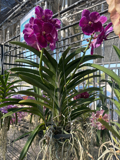 Orchidee Esotiche: Cattleya, Dendrobium, Vanda | Guida Botanica Premium