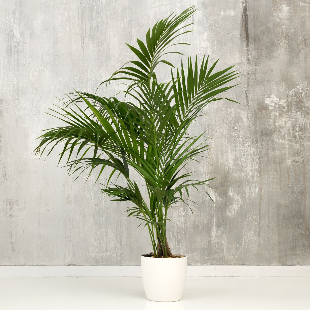 Kentia Howea Forsteriana: Guida Completa alla Cura, Benefici e Consigli Decorativi per la Tua Casa