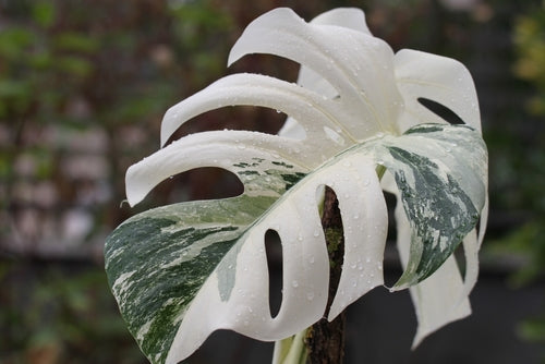 Monstera Albo Variegata: Guida Completa alla Pianta Rara più Desiderata dai Collezionisti