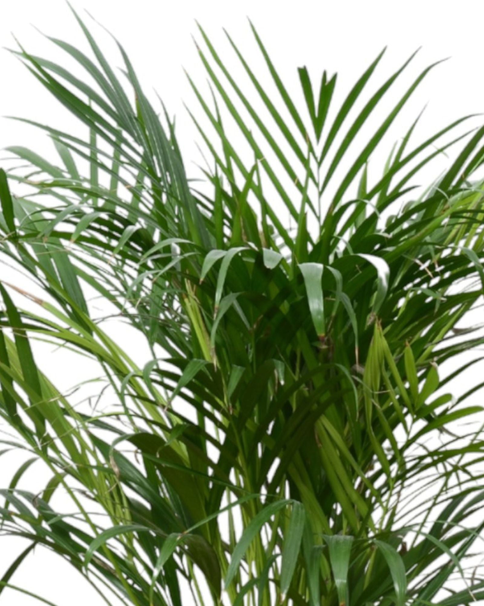 Areca Lutscenz " Palma Areca"
