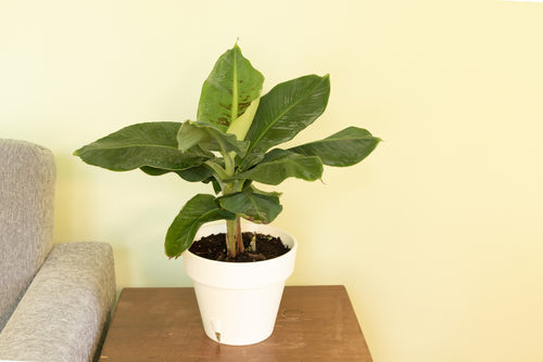 Musa Tropicana: Guida Completa al Banano Nano | Pianta Esotica Facile da Curare