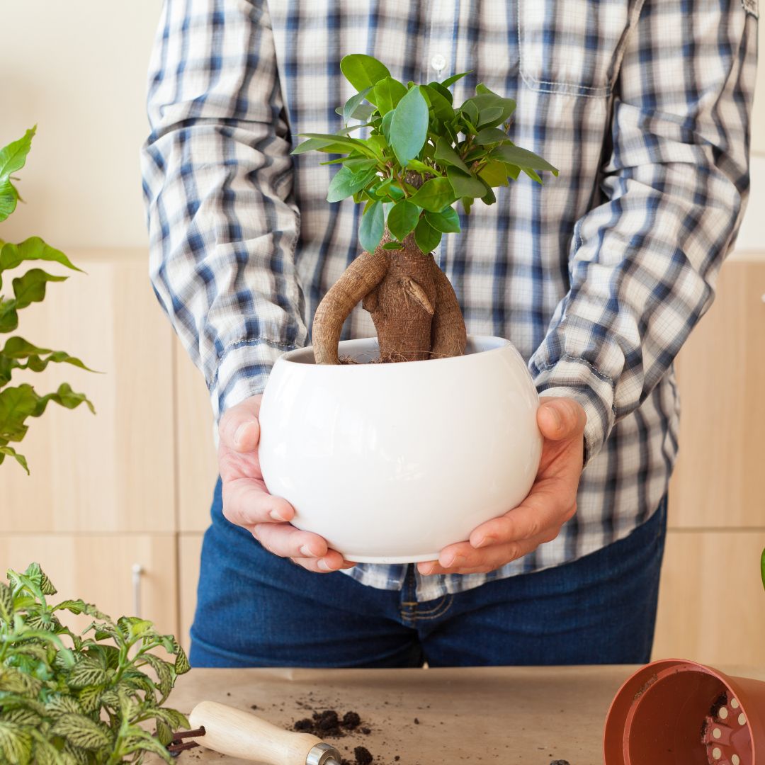 Bonsai Ginseng cure e consigli