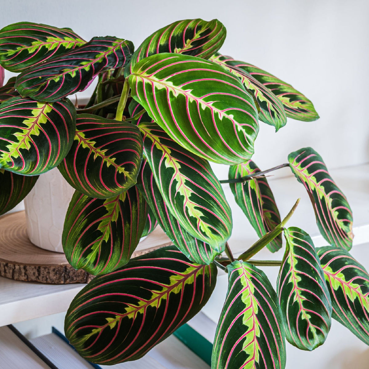 ESPLORANDO LA MARANTA: DANZA DELLE FOGLIE E STORIA INTRICATA