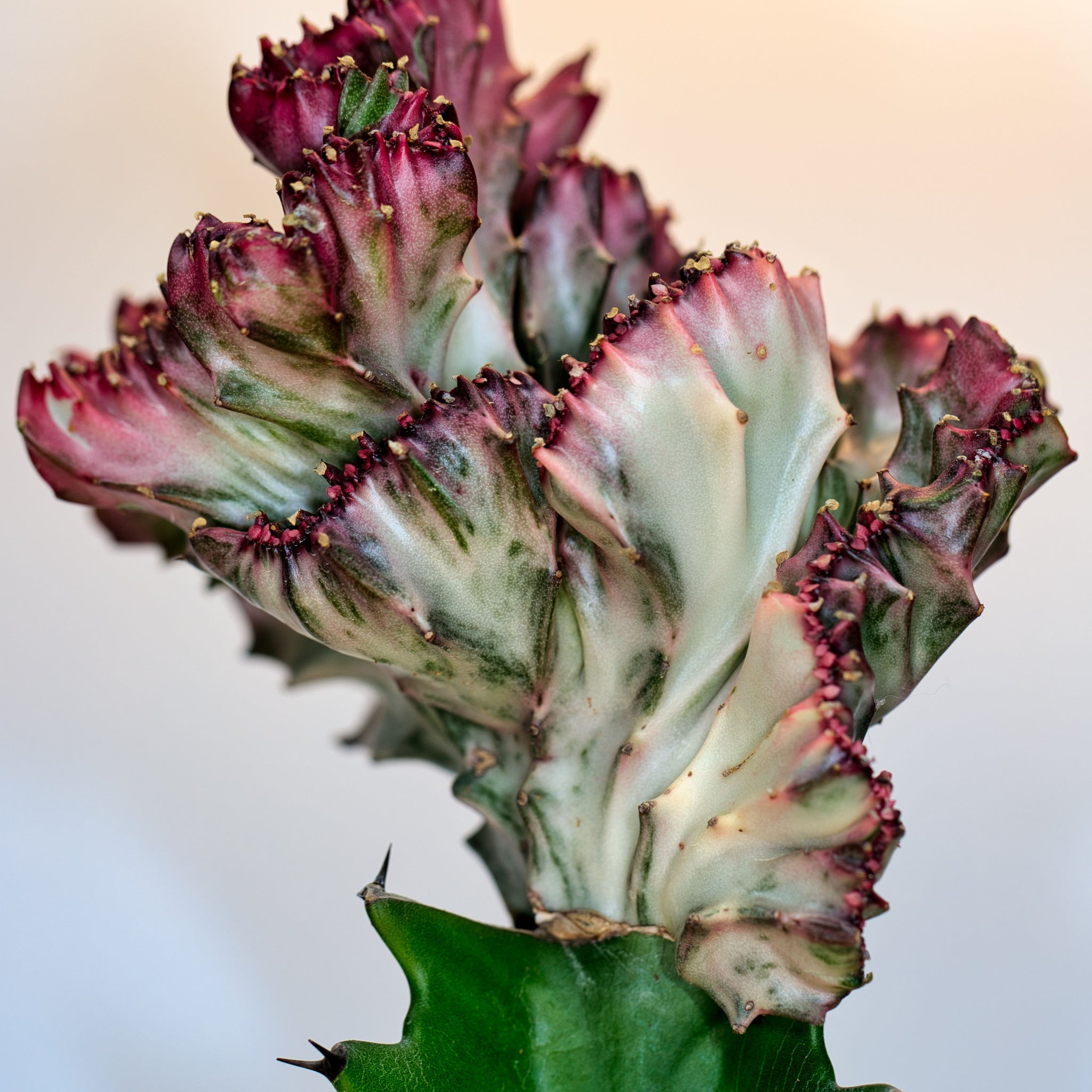Esploriamo l'Euphorbia Lactea Crestata