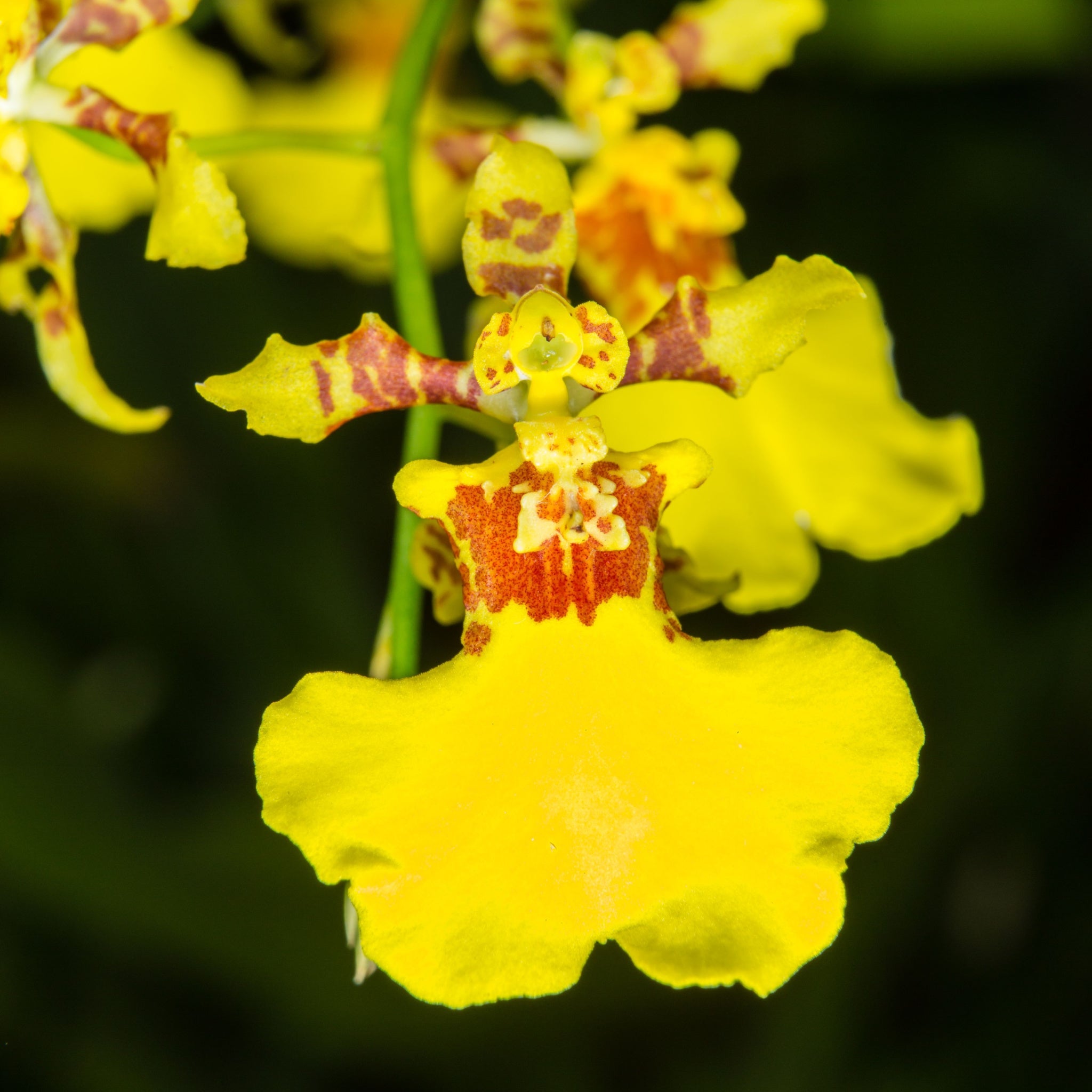 IL FASCINO SENZA FINE DELL'ONCIDIUM