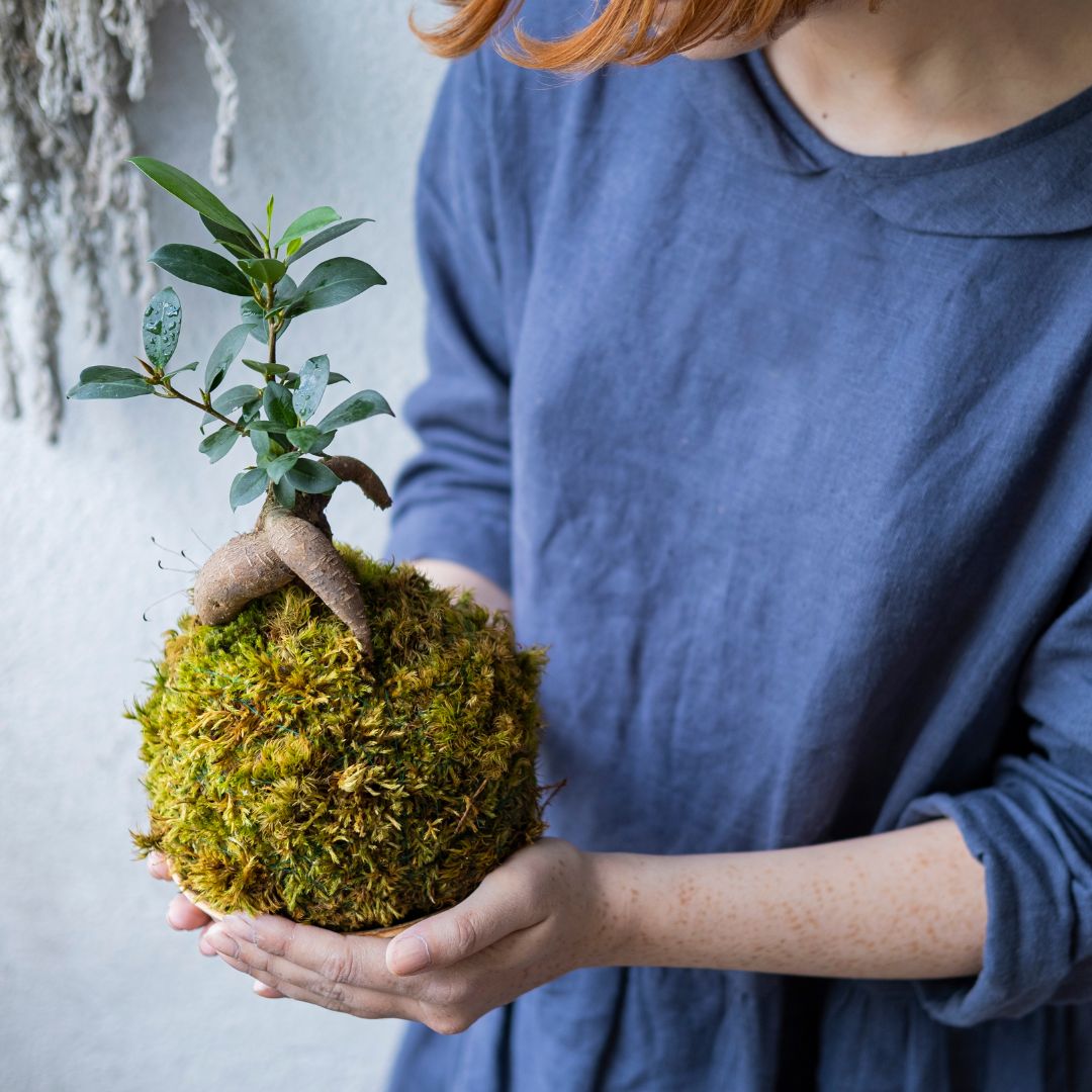 Kokedama, consigli e cure .