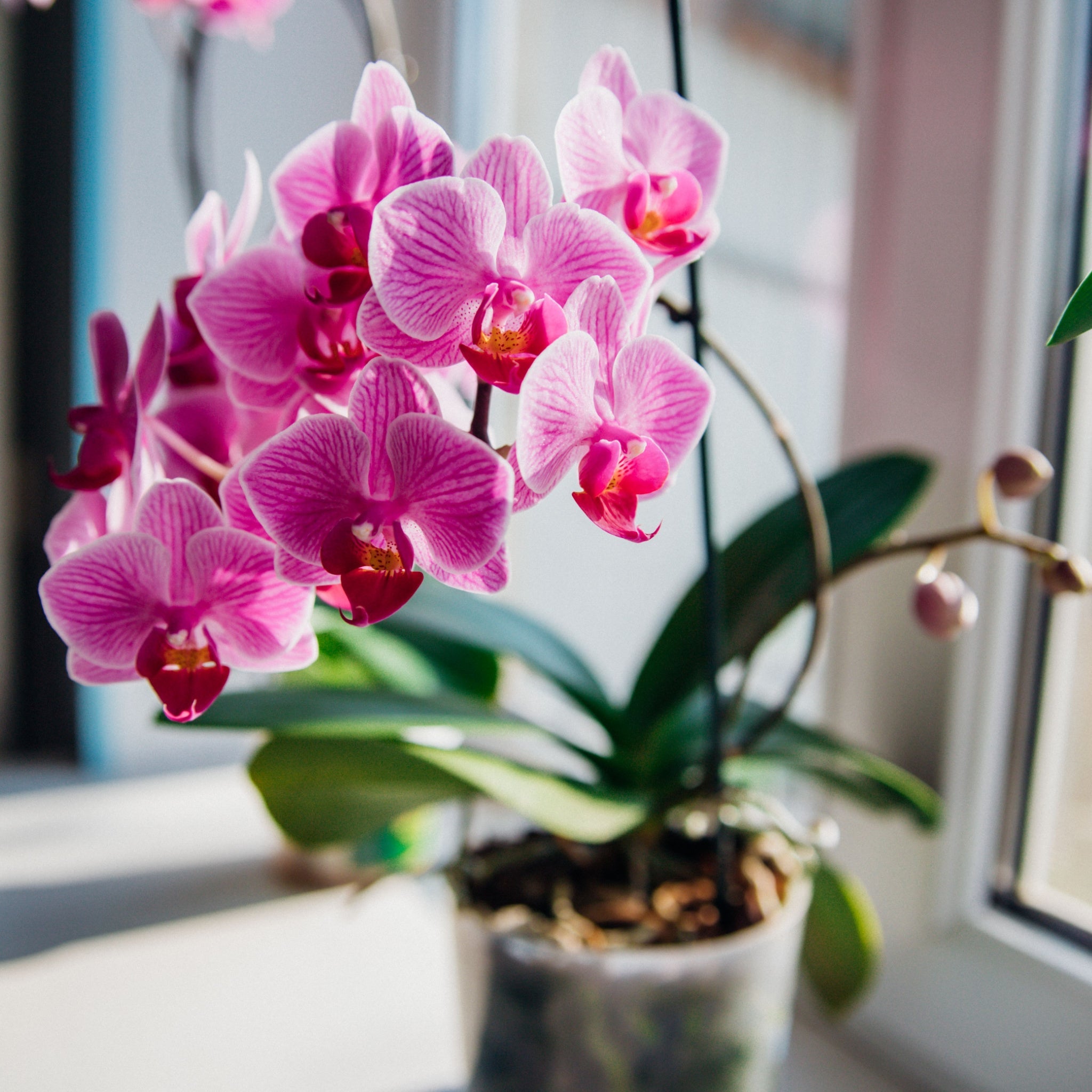 LA BELLEZZA EFFIMERA DELLA PHALAENOPSIS