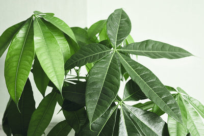 Pachira Aquatica: La Guida Definitiva all'Albero della Fortuna che Trasformerà la Tua Casa e la Tua Vita