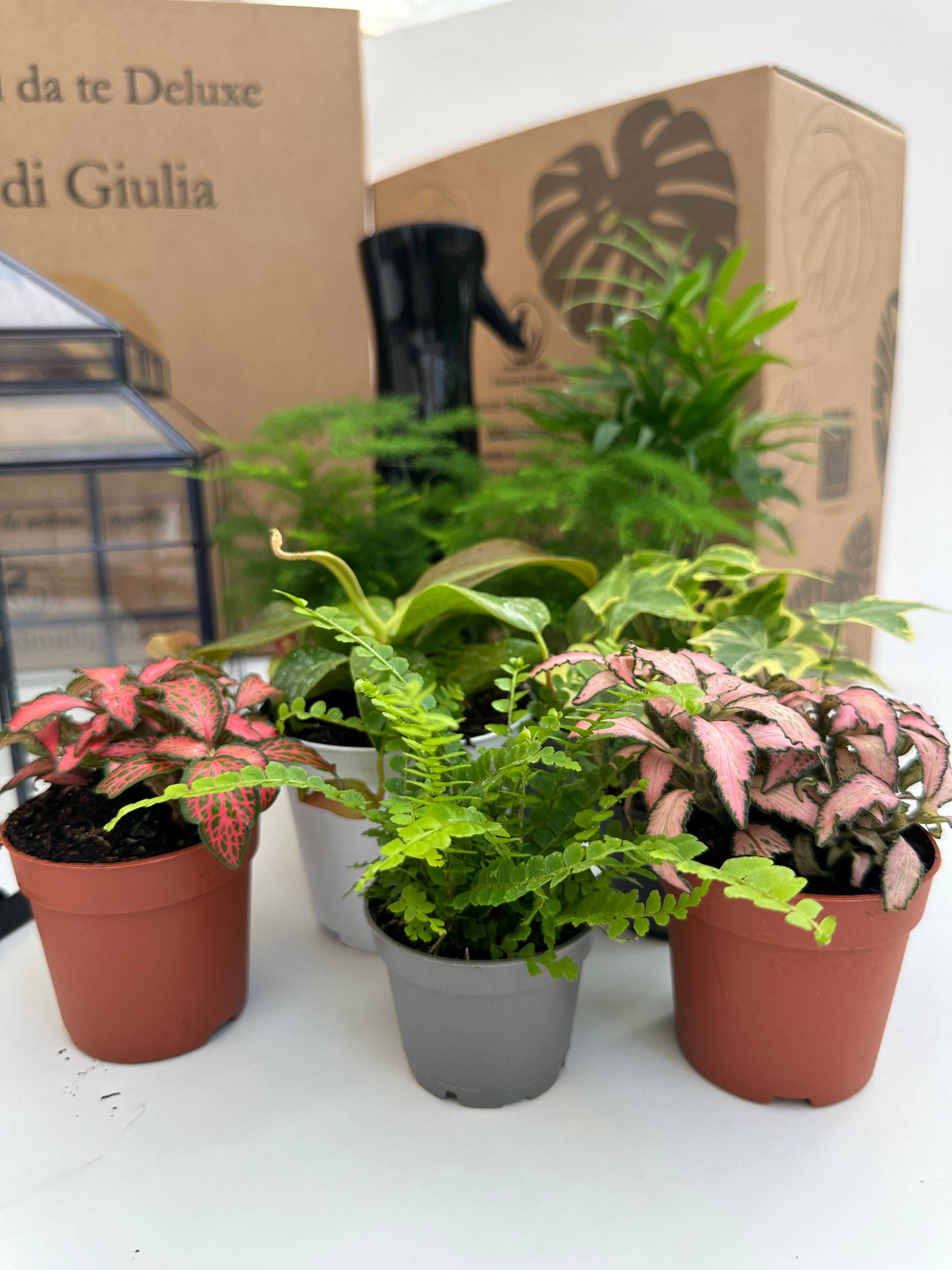 Piante adatte per terrarium a bassa manutenzione: la guida definitiva