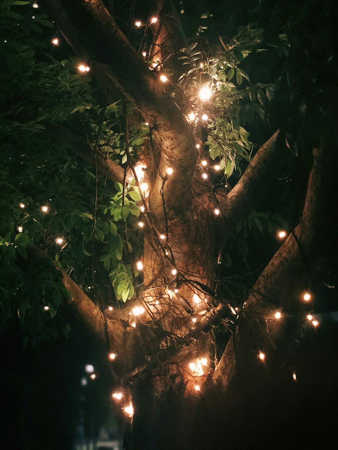 Piante e Luce: Scoprire il Bisogno di Illuminazione delle Piante