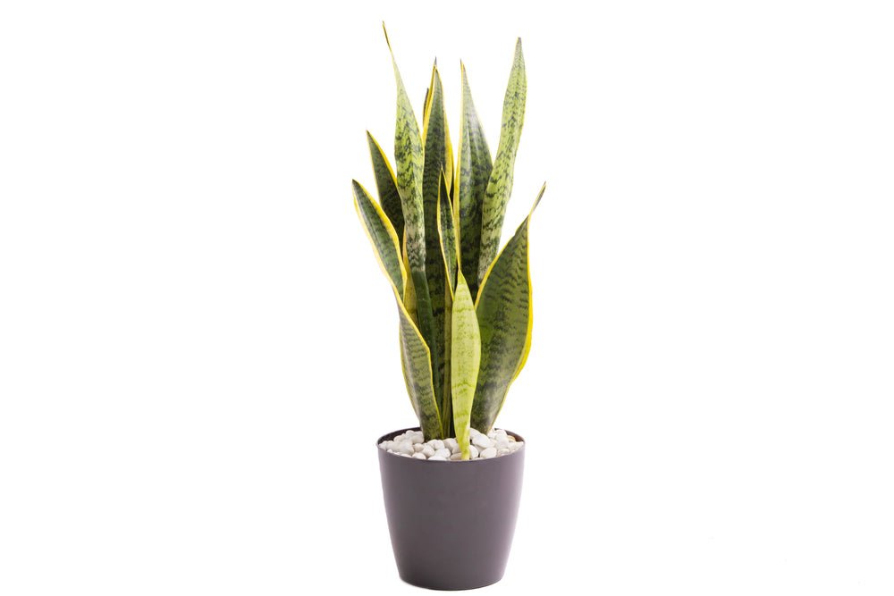 Scopri Come Prendersi Cura della Sansevieria Laurentii: La Pianta Perfetta per Ogni Casa