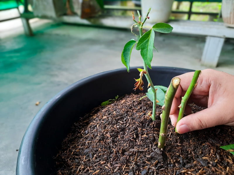 Moltiplicare Piante da Interno: La Tecnica Segreta per Avere un Giardino Infinito a Costo Zero