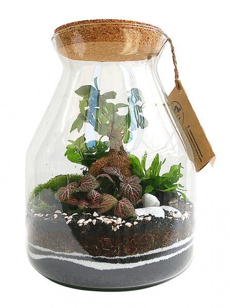 "Verde in Vetro: L'Arte del Terrarium Perfetto con 'I Giardini di Giulia'"