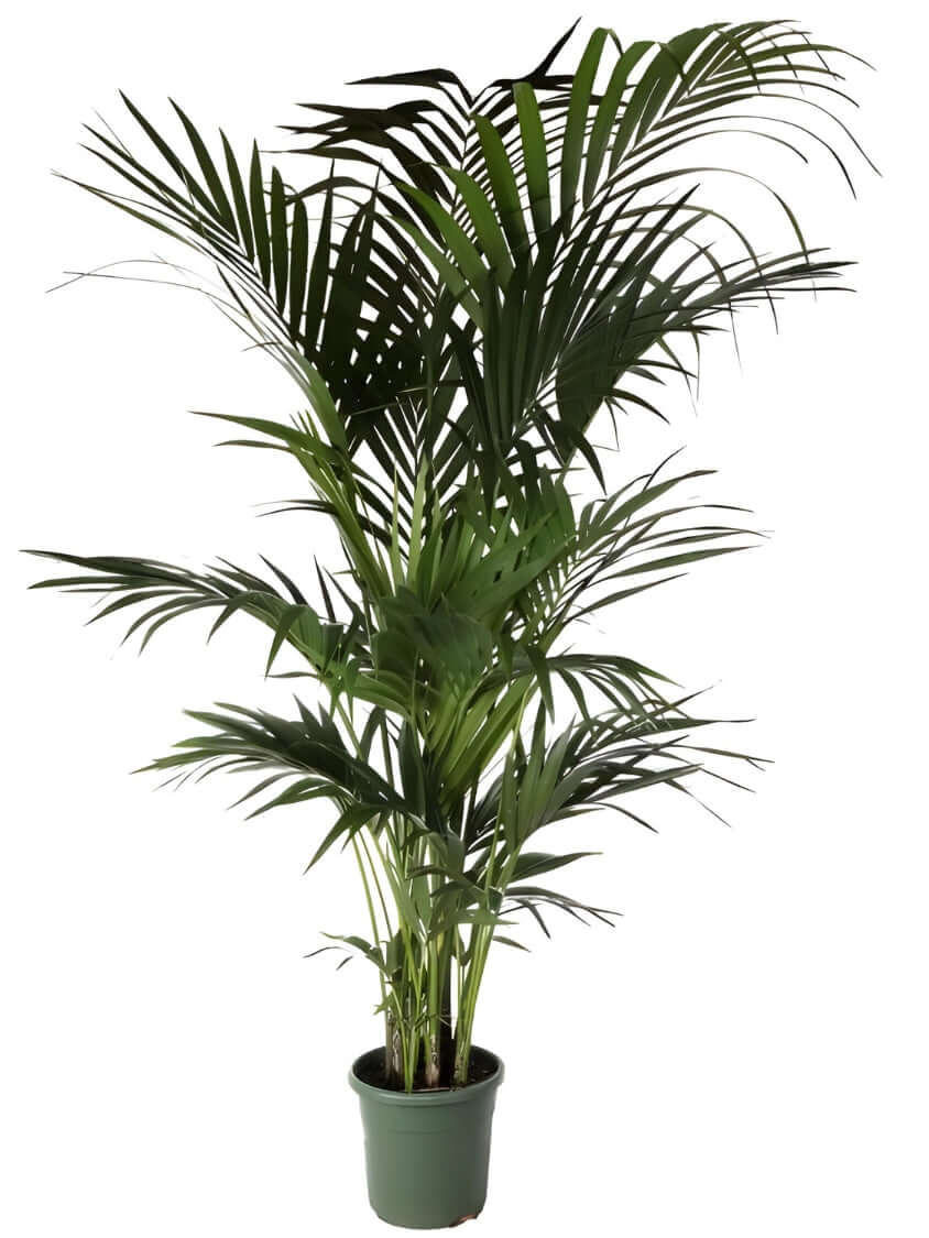Piante Verdi da Interno