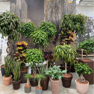 Piante Verdi da interno i Giardini di Giulia