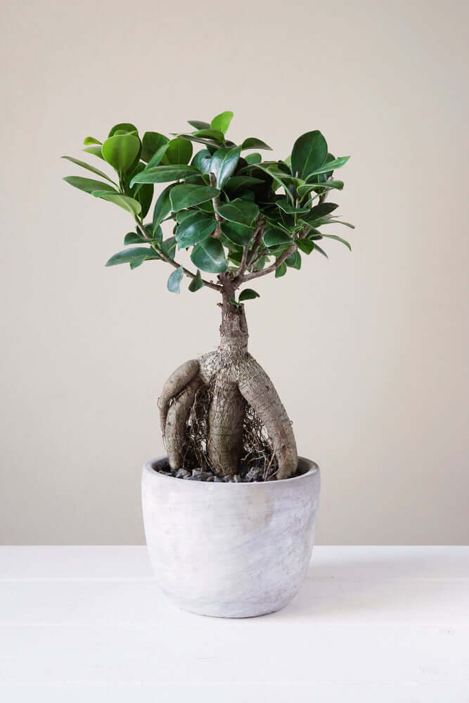 Piccolo Bonsai Ginseng in vaso colore bianco pietra