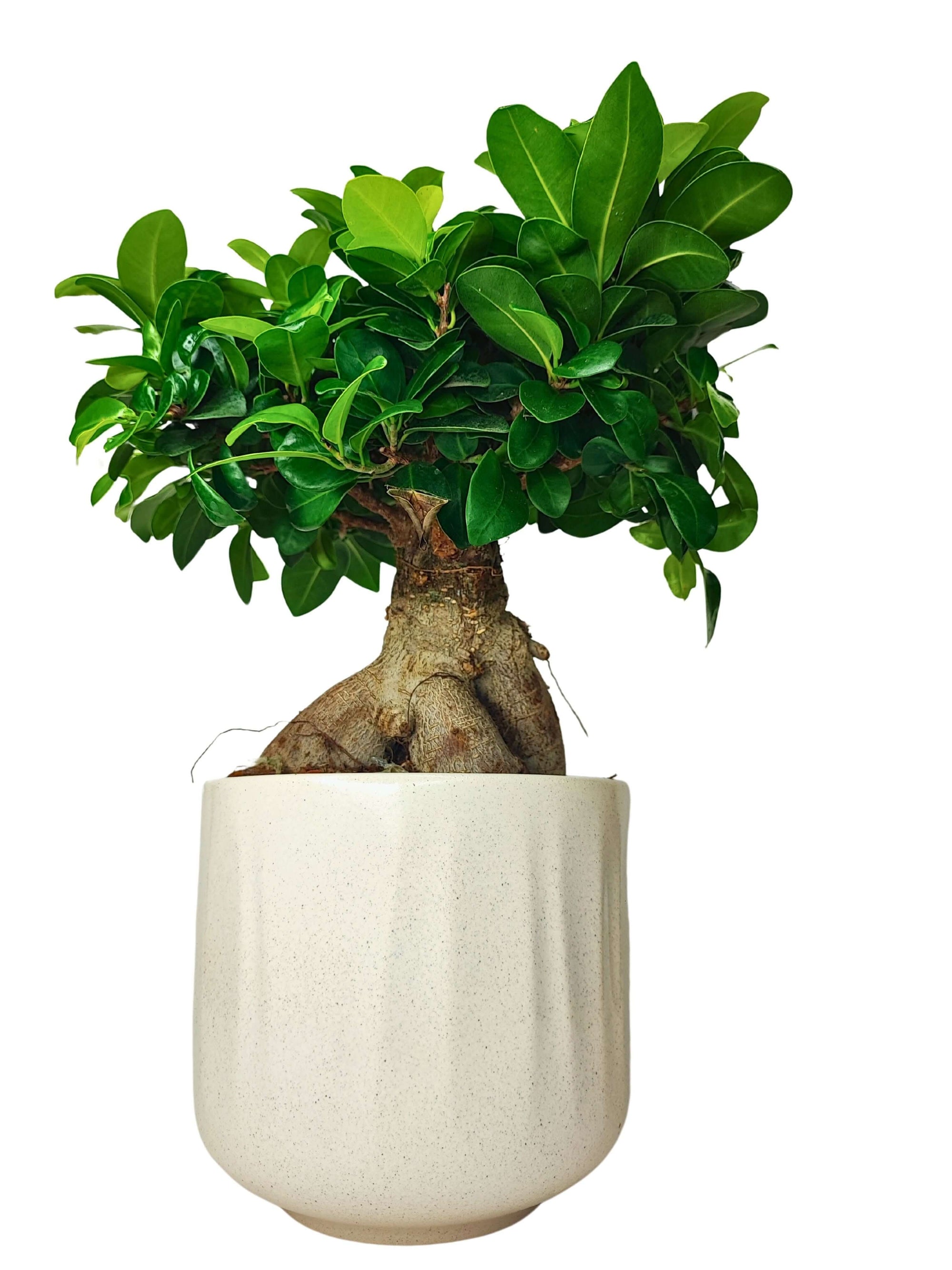 Vaso in ceramica bianca con un bonsai ginseng dalle radici aeree e foglie verde intenso