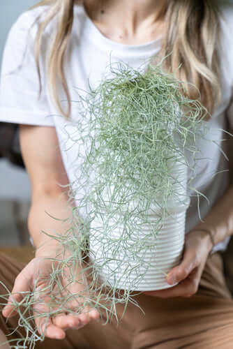 L'immagine mostra Piante di Tillandsia pendenti