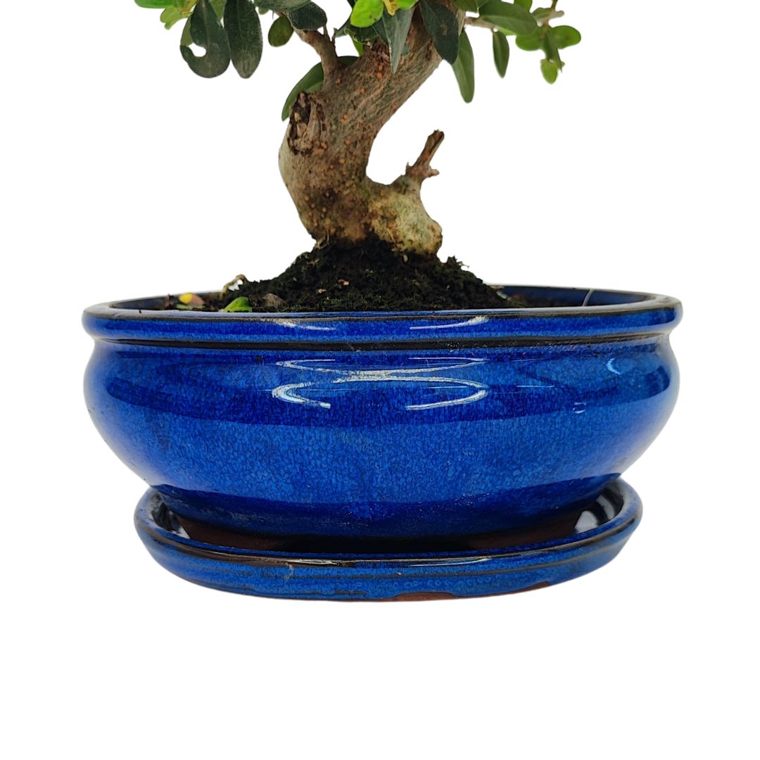 Dettaglio vaso smaltato blu con sottovaso, base del bonsai Olea europaea sylvestris della collezione premium