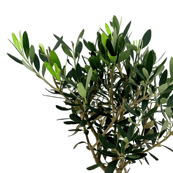 Dettaglio ravvicinato della chioma del Bonsai di Olivo con foglie verde-argento