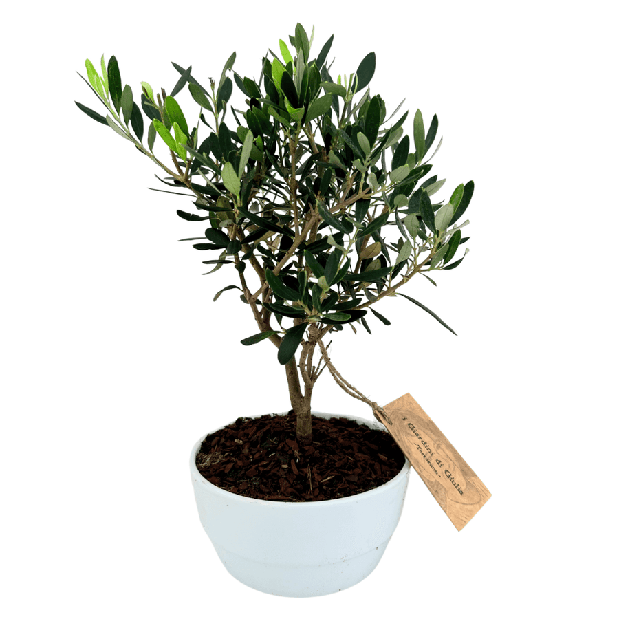 Bonsai di Olivo in vaso di ceramica bianca Novara, visto frontalmente