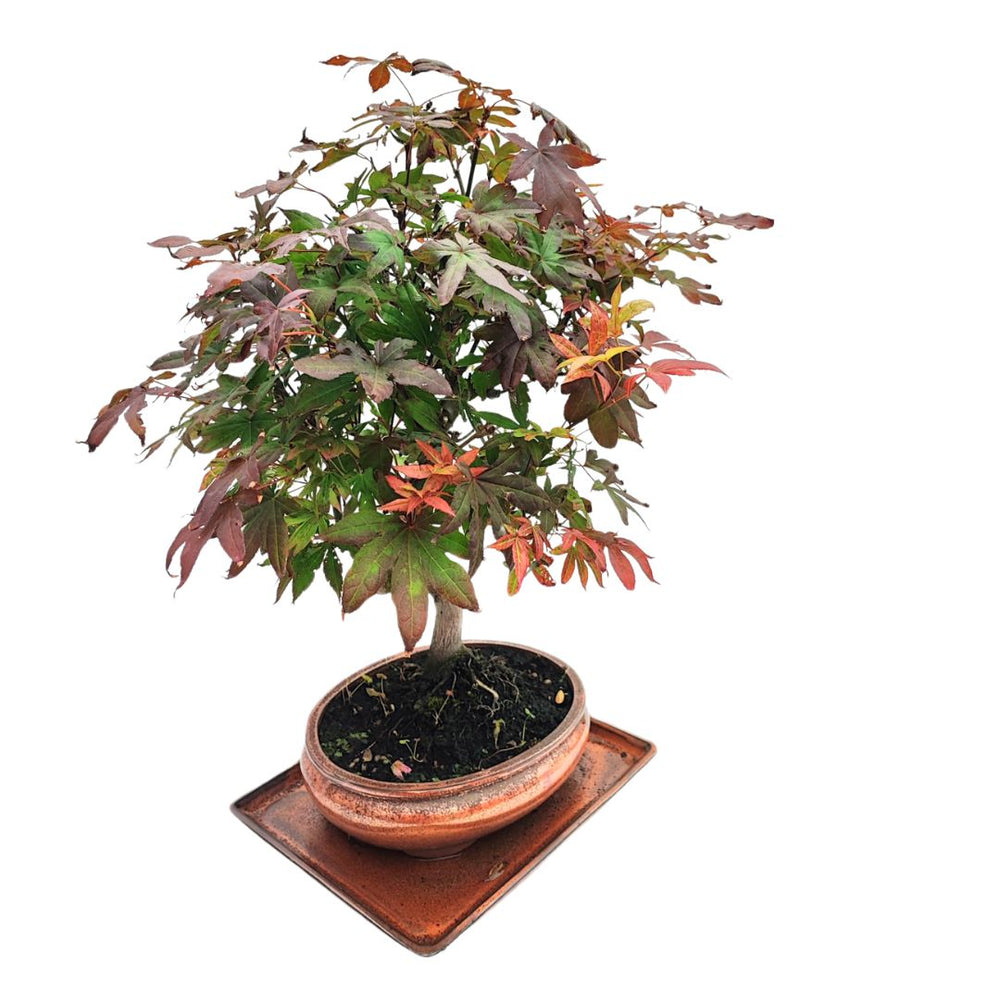 Vista angolata di un Bonsai Acer Palmatum Atropurpureum di 20 anni con chioma compatta e foglie cangianti