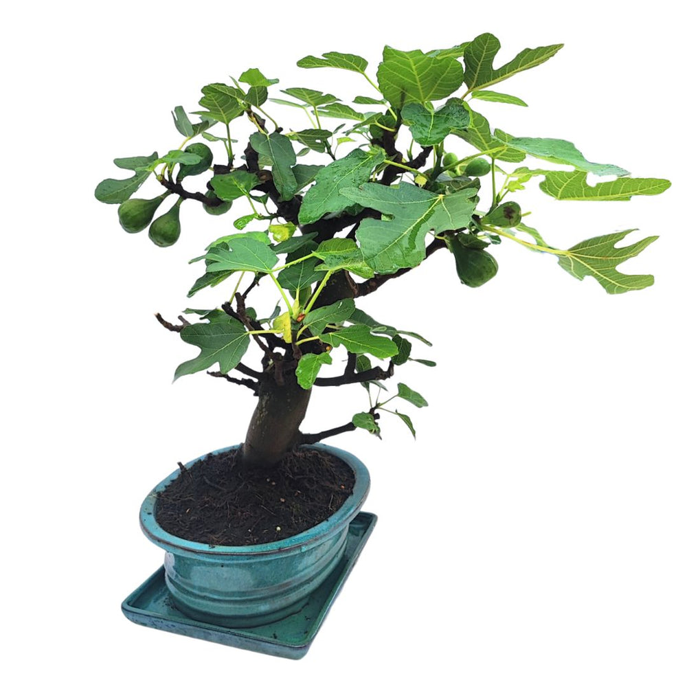 Bonsai di fico maturo con frutti verdi ben visibili e foglie larghe, coltivato in vaso smaltato azzurro