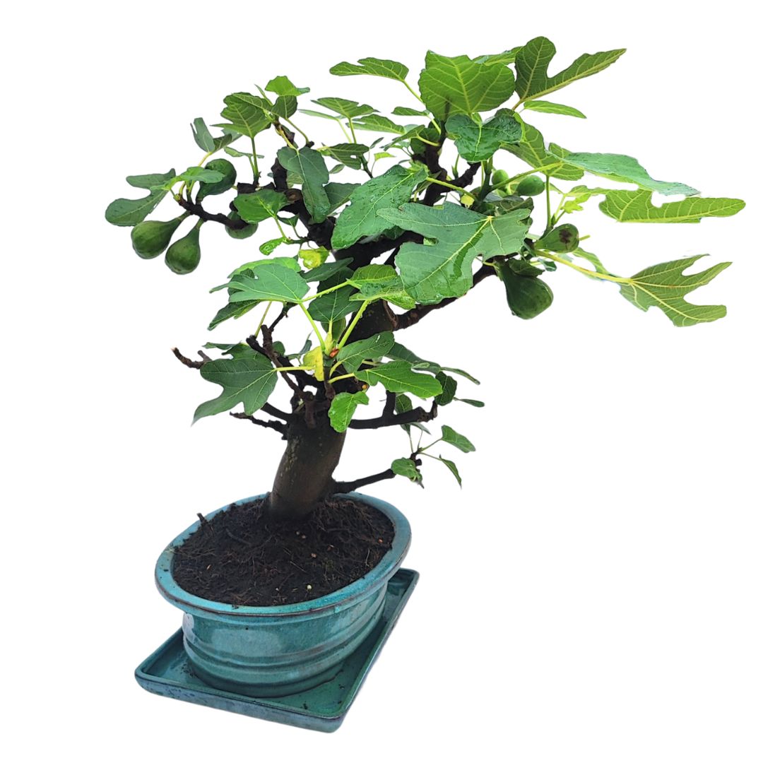 Bonsai di fico maturo con frutti verdi ben visibili e foglie larghe, coltivato in vaso smaltato azzurro