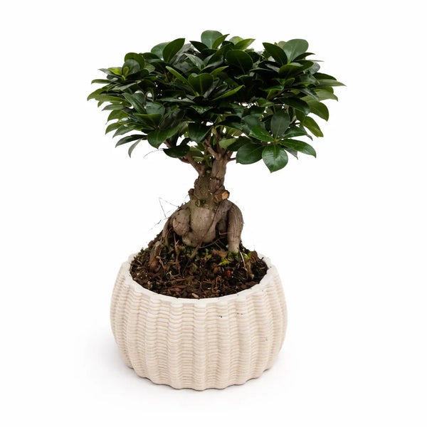 Bonsai ficus ginseng in vaso di ceramica artigianale Dioniso Basso D.16 cm