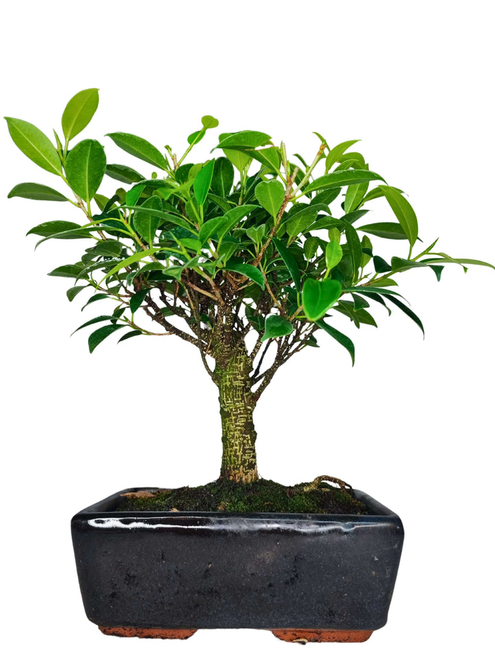Vista frontale del Bonsai Ficus Retusa Ball con vaso nero rettangolare in ceramica