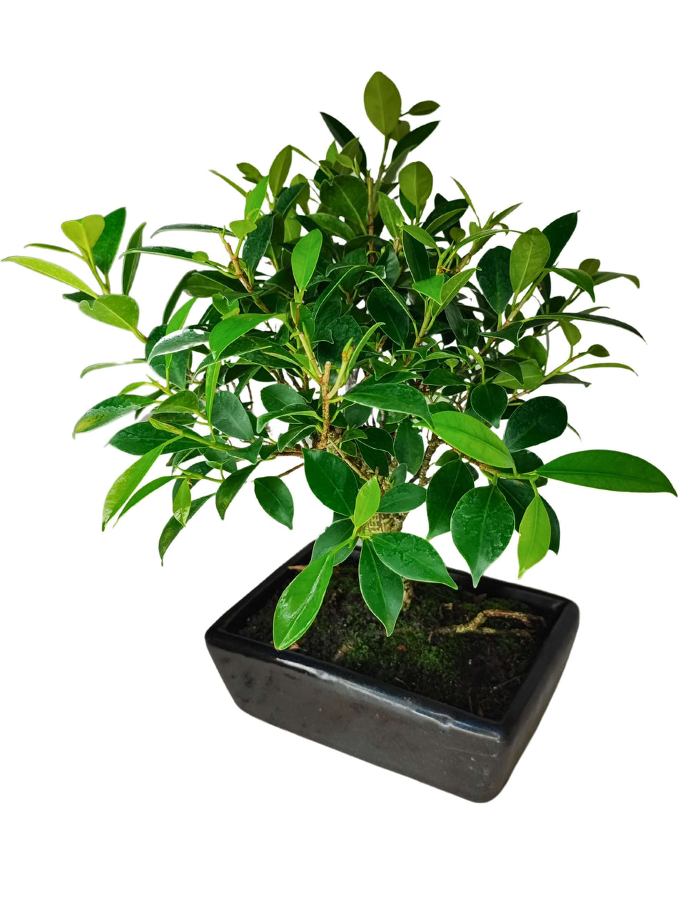 Bonsai Ficus Retusa Ball fotografato in prospettiva, foglie verdi e vaso elegante