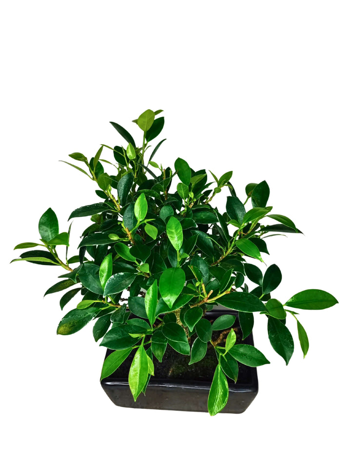 Chioma sferica del Bonsai Ficus Retusa Ball vista dall’alto