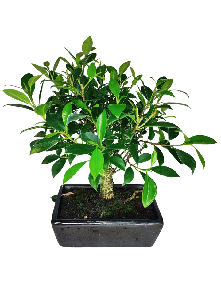 Bonsai Ficus Retusa Ball da 35 cm in vaso smaltato, ideale per interni moderni