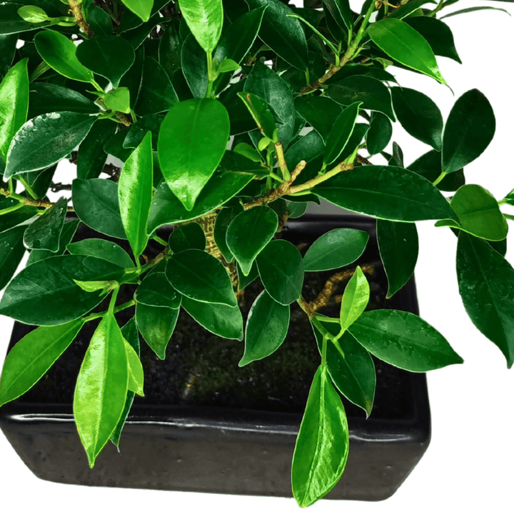 Dettaglio delle foglie lucide del Ficus Retusa Ball in primo piano
