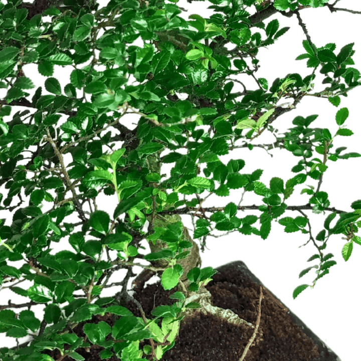 Foglie lucide di Zelkova serrata, bonsai da interno elegante con chioma fitta e struttura armoniosa