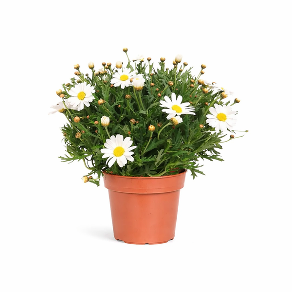 Piante di Margherita D.14 H.25 cm (Bocciolata)