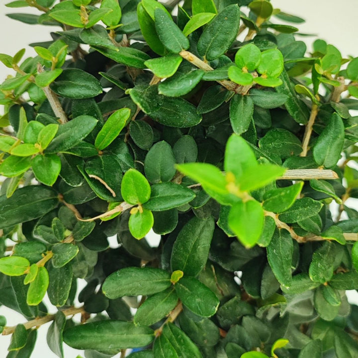 Fogliame fitto e lanceolato di bonsai Olea europaea sylvestris, vista ravvicinata delle foglie