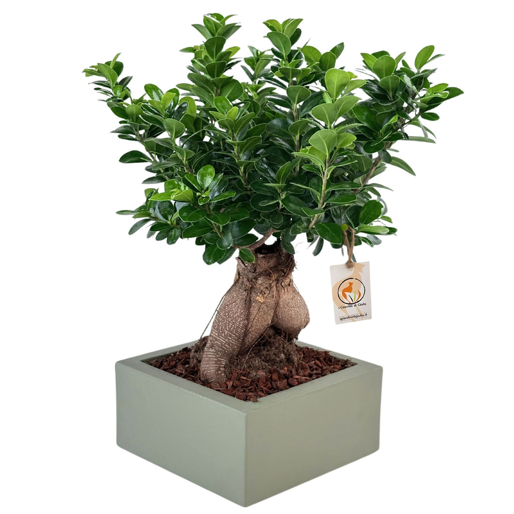 Bonsai ficus ginseng Vaso a Riserva D'acqua Minos - i Giardini di Giulia