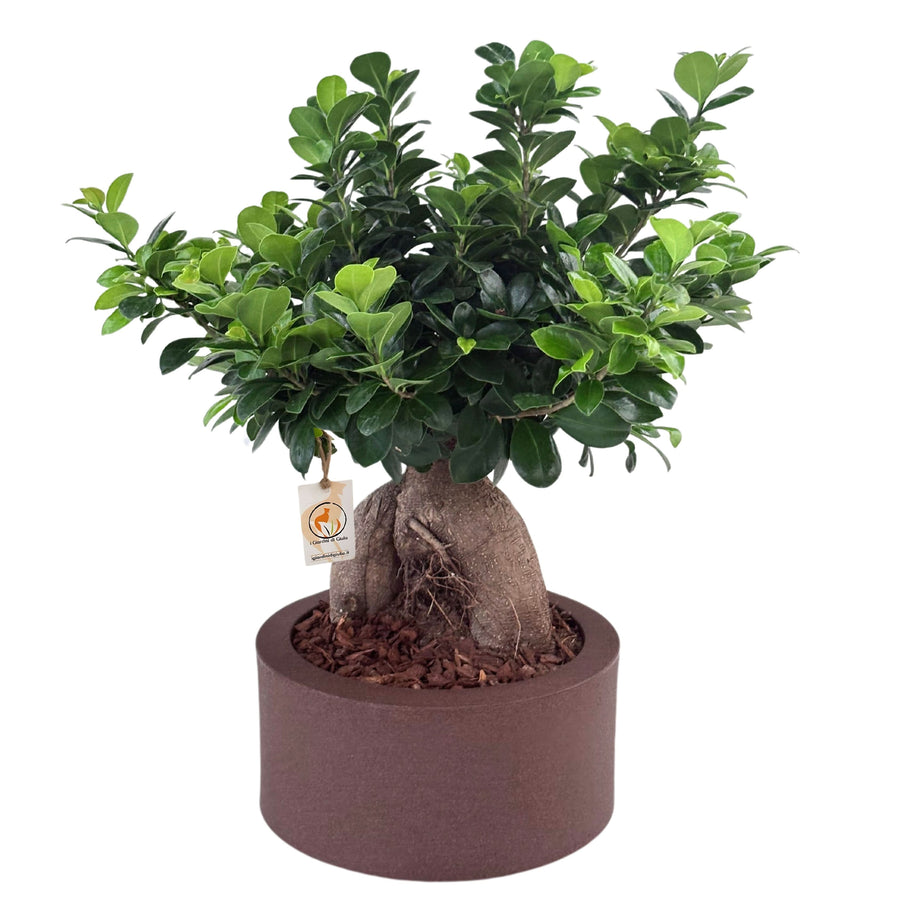 Bonsai ficus ginseng in vaso a Riserva  Echo - i Giardini di Giulia