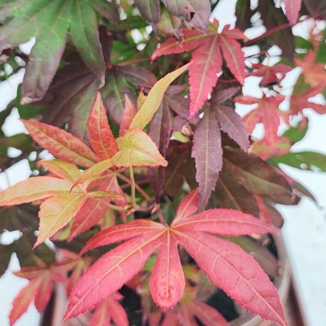 Primo piano delle foglie rosso porpora di un Bonsai Acer Palmatum Atropurpureum, varietà ornamentale autunnale