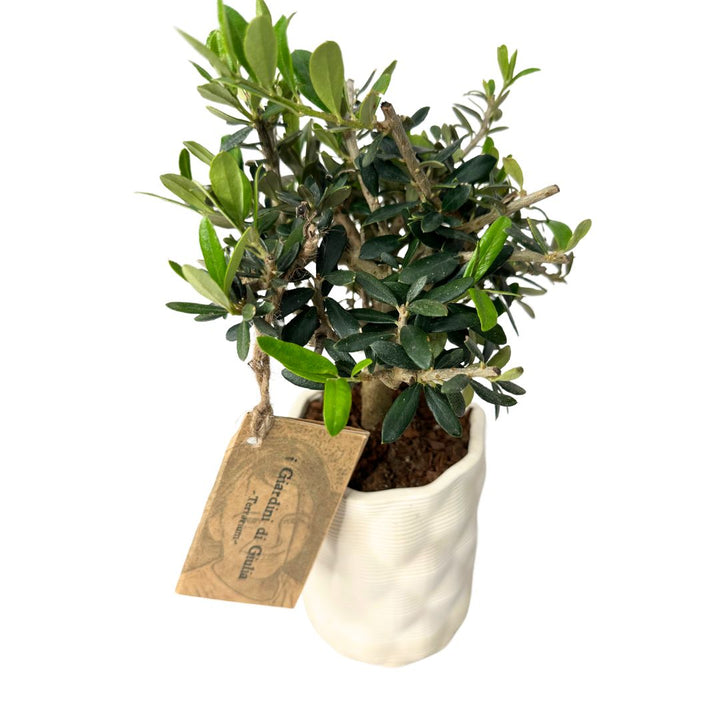 Dettaglio delle foglie e del tronco del bonsai di olivo