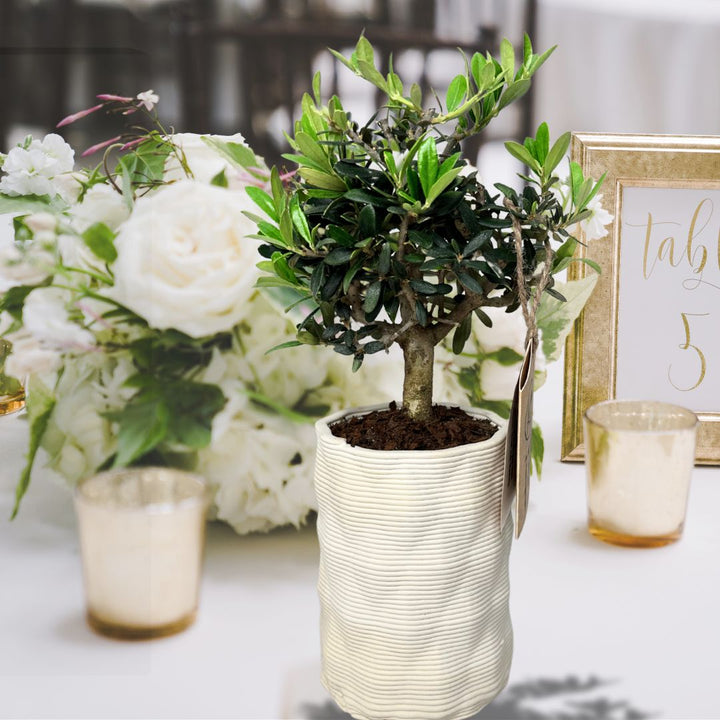 Bonsai di Olivo come centrotavola per evento elegante