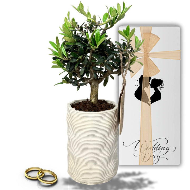 Bomboniera per matrimonio con bonsai di olivo e packaging Wedding