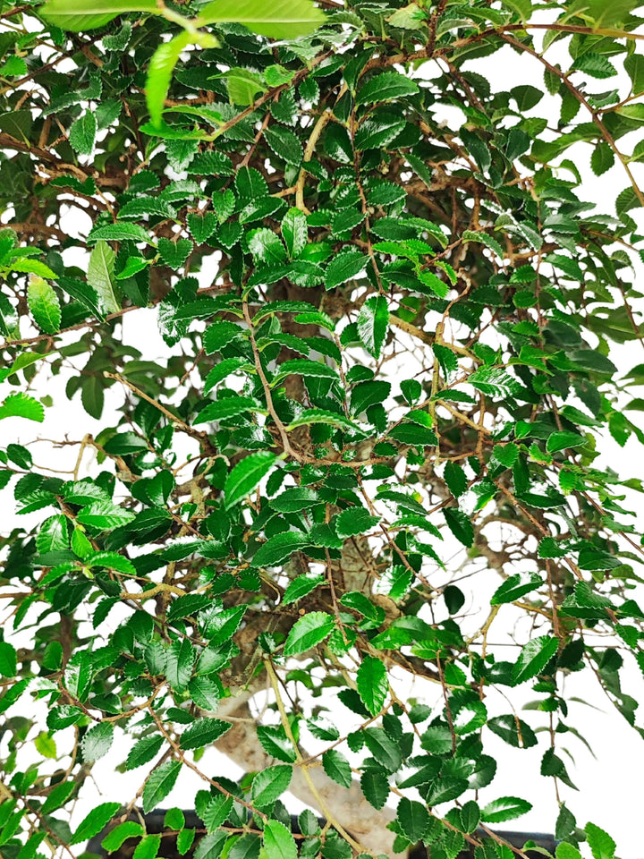 Dettaglio foglie verdi dentellate del Bonsai Zelkova – struttura ramificata e chioma densa con effetto ornamentale naturale