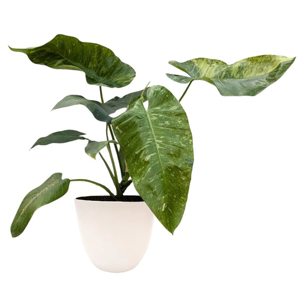 Philodendron giganteum variegato H.60 cm