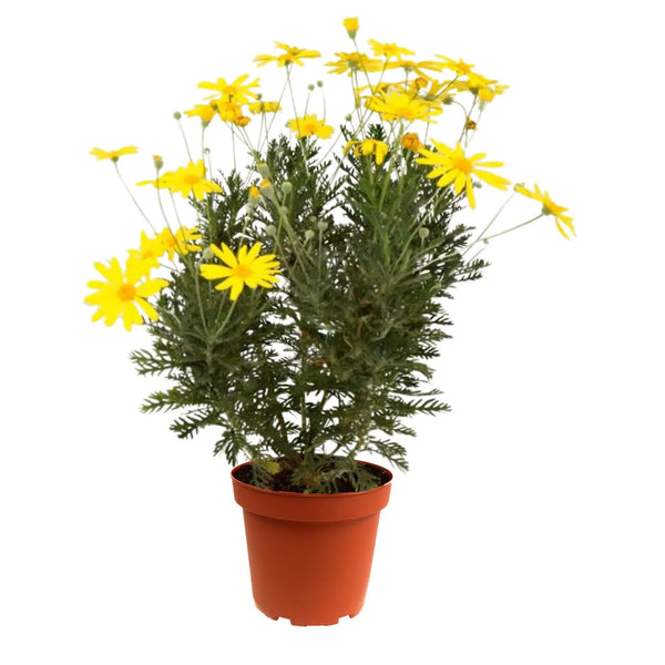 Piante di Euryops Pectinatus