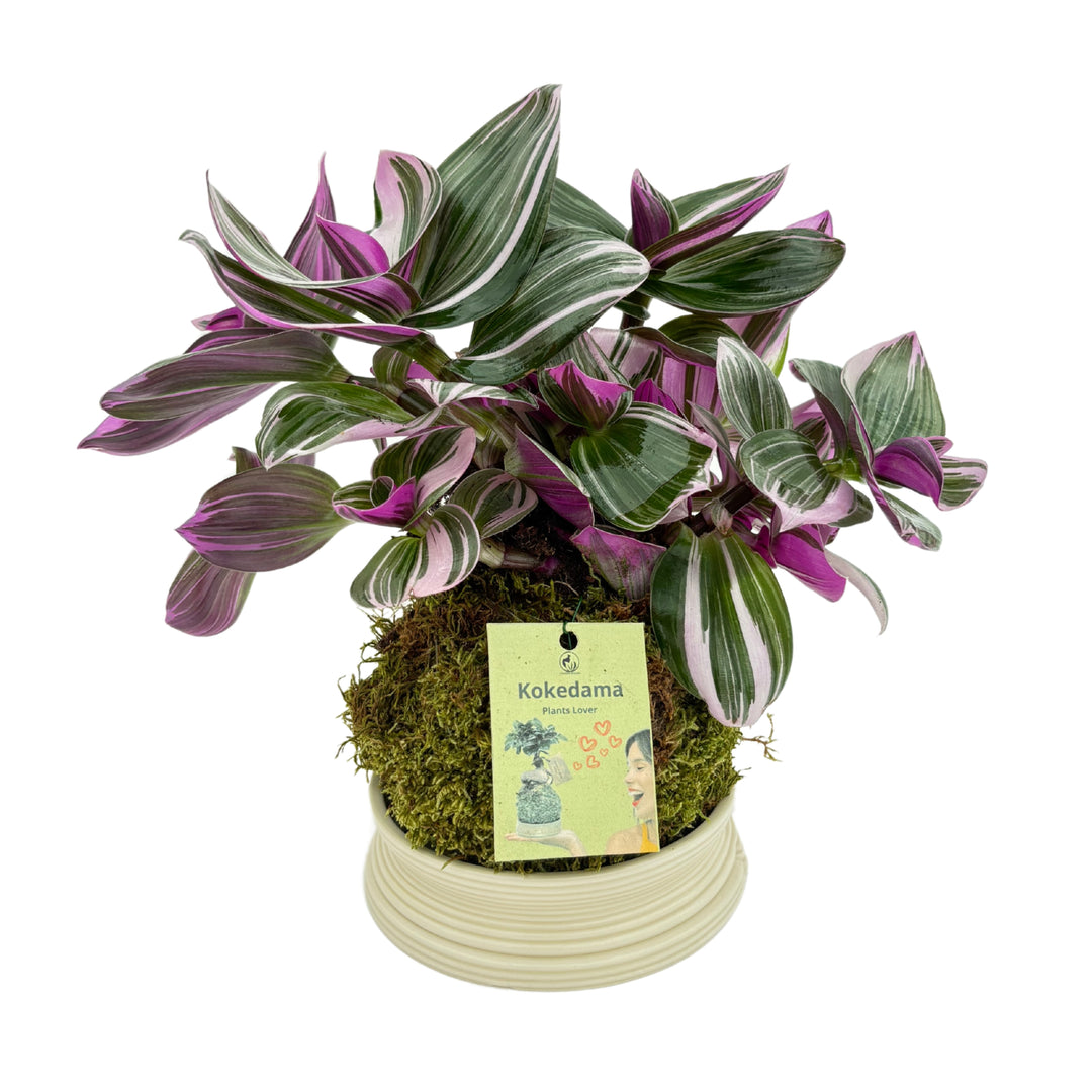 Tradescantia Zebrina in Kokedama altezza pianta 25 cm diametro 13 cm - i Giardini di Giulia
