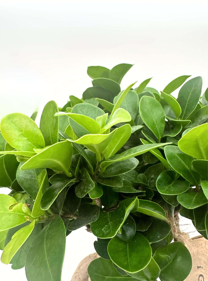 Dettaglio delle foglie verdi lucide del Bonsai Ficus Ginseng – pianta da interno decorativa I Giardini di Giulia.